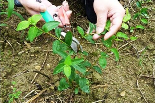 家里栽金银花不吉利,刚栽好的金银花可以淋雨吗?