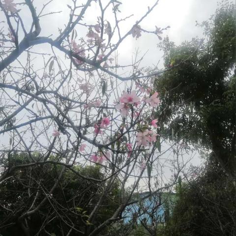东莞市石排镇附近有哪些大学
