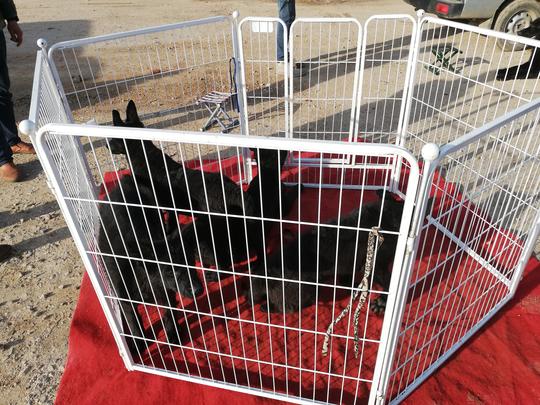 饲养场在狗市出售冷门的黑狼犬，买主看中后挑选一只带走！