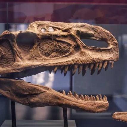 福建恐龙博物馆的相关长尾关键词有哪些