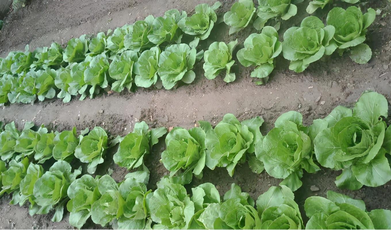承德美食有什么（河北承德师范学院好不好）