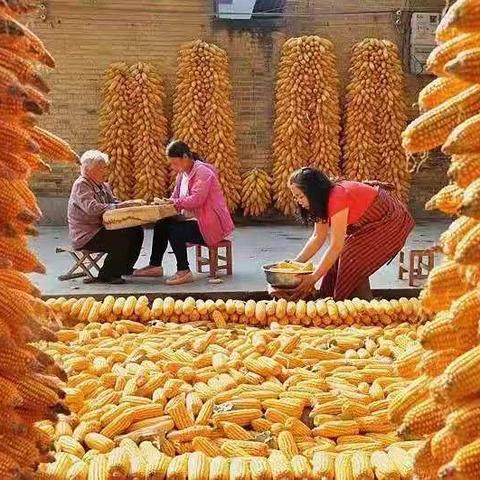 河南玉米亩产多少斤正常？