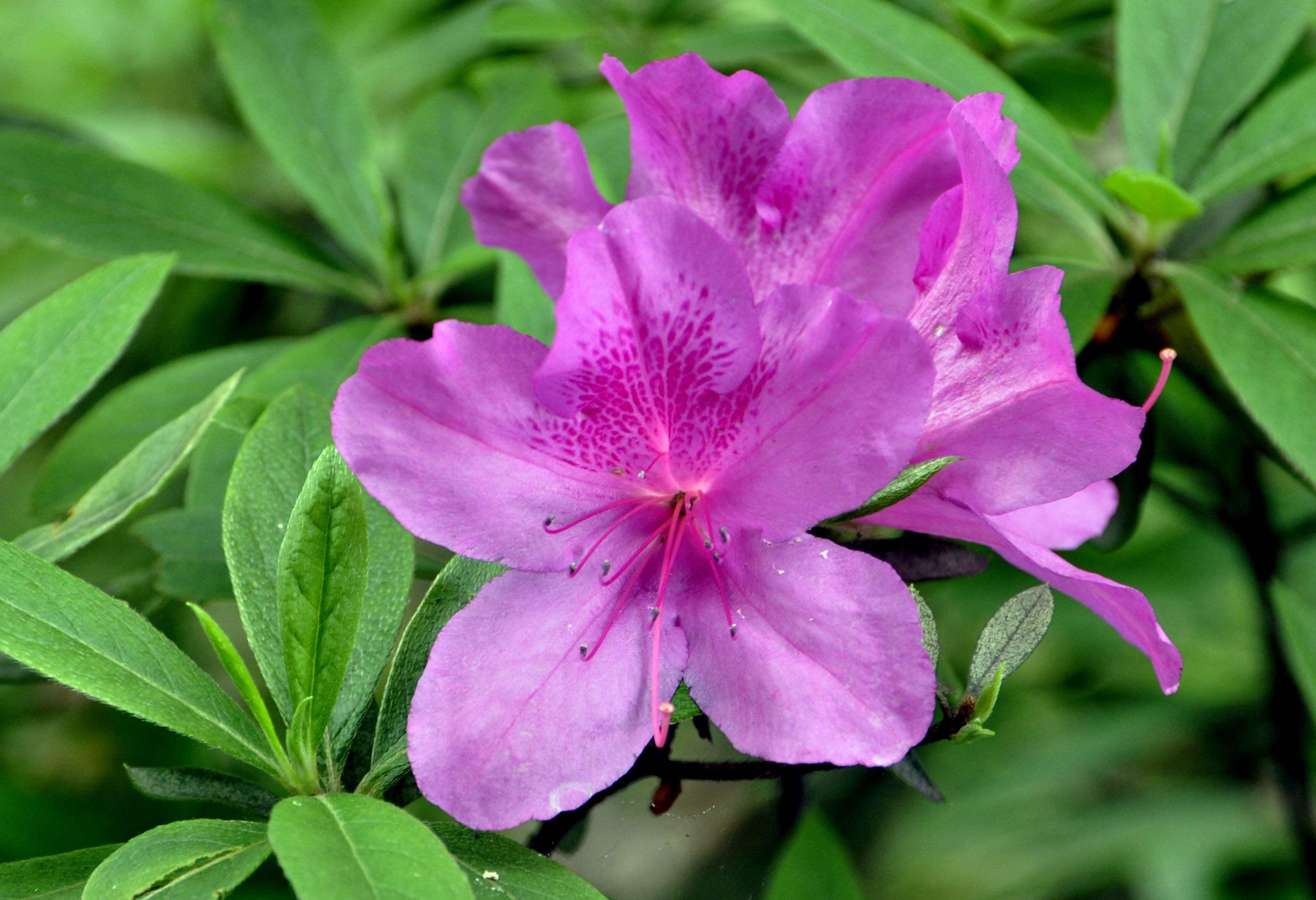 杜鹃花怎么繁殖,高山杜鹃花怎么移栽?