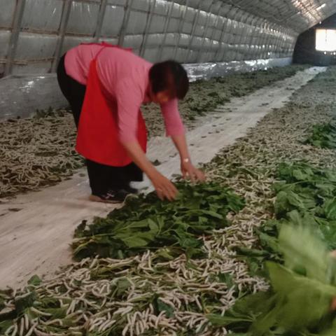 河南几月份开始养蚕？