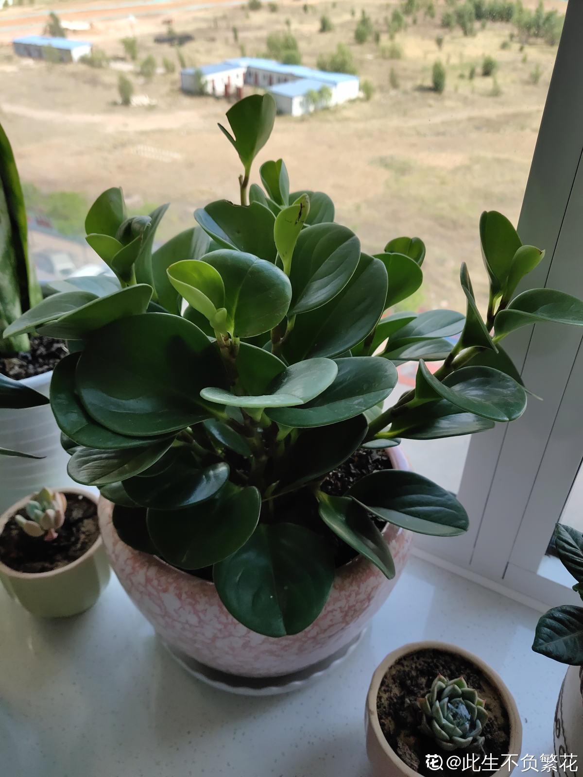 万年青怎么养叶子更绿万年青开什么花