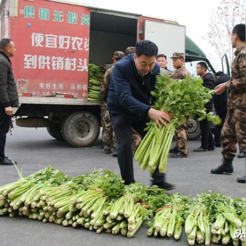 临沂市豆丹价格的长尾关键词有什么