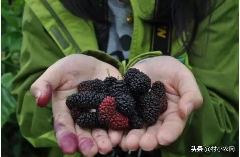 现在很多人在农村种桑葚赚钱，但产量低怎么办？做好修剪很重要