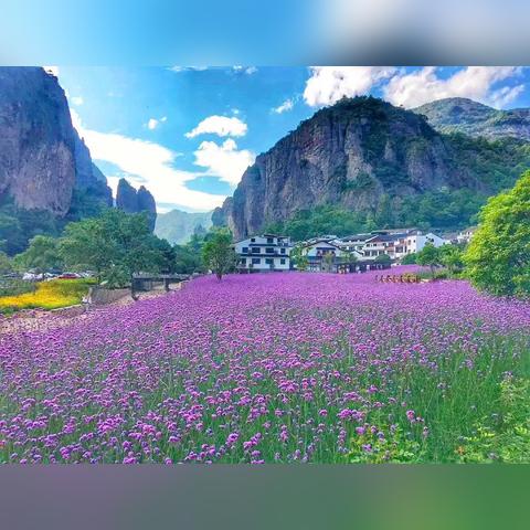 温州市马鞭草花的长尾关键词有什么