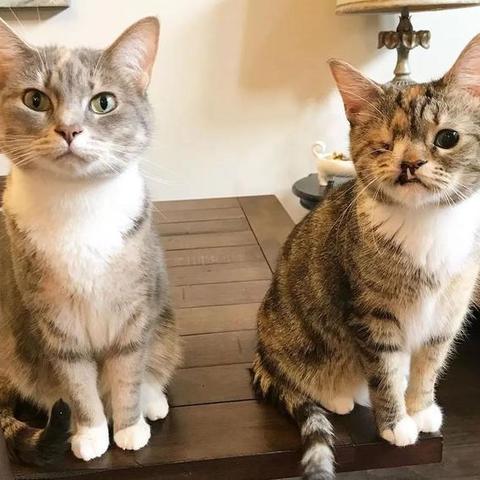 猫咪上门喂养西安相关长尾关键词有哪些