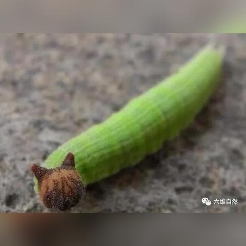 《洋辣子：自然界的奇特生物》-第2张图片-其人生活百科