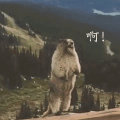 尖叫土拨鼠表情包抽搐gif动图