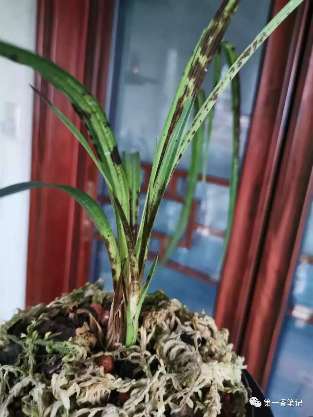 兰花如何栽培 ,兰花种植技巧和方法?