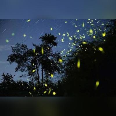 电影萤火虫的长尾关键词有什么