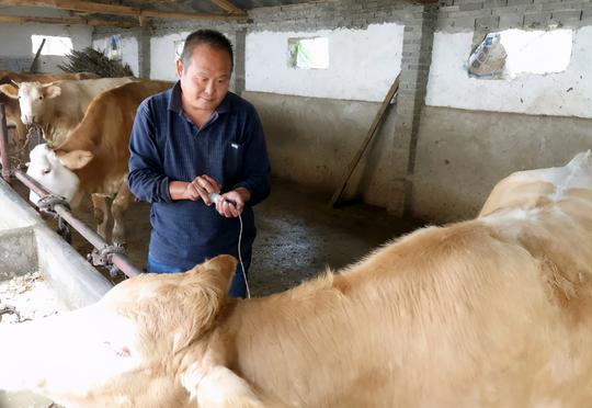 靠“养牛”发财？这2年，农村养牛成风，真赚钱吗？看完了解了