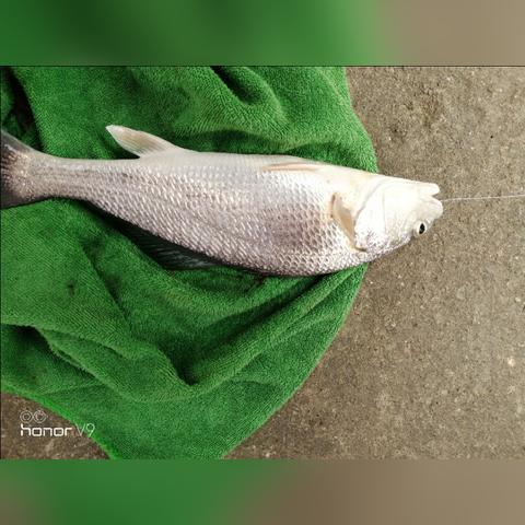 东莞市虎门垂钓群有哪些