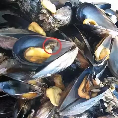 大连市海虹养殖场怎么样