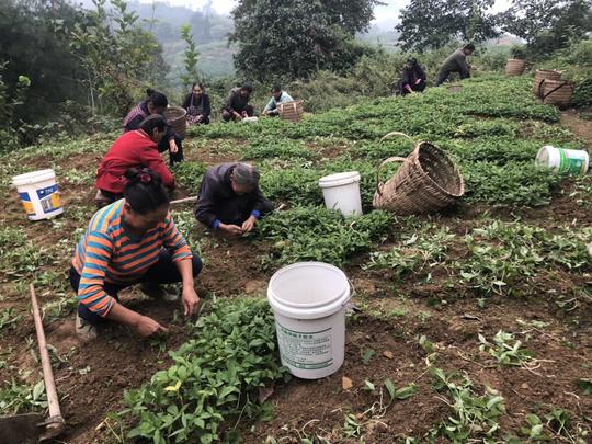 半夏药材种植农业创业好项目？锋哥告诉你实情