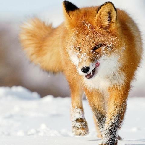 周末西安哪有狗市?大概几点？