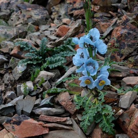 植物大（植物大世界，探索奇妙的植物生命之旅）