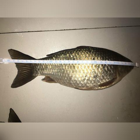 广东东莞市桥头镇有哪些钓鱼场