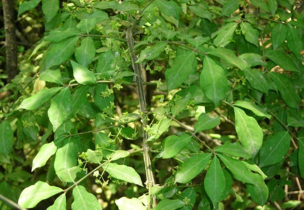 卫矛科植物,卫矛和小叶黄杨区别?