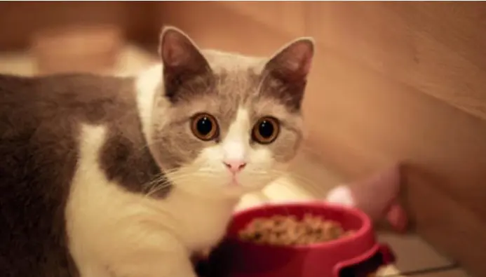 40天的小猫能吃猫粮吗 快手猫粮哪来的