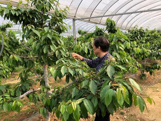 【爱国情奋斗者】从工厂到田野，啤酒大王种出欧洲大樱桃