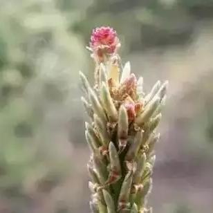 沈阳茶花塑料相关长尾关键词有哪些