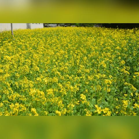 济南市鲜花货源在哪里