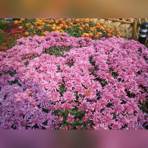 杭州市植物园地铁什么站