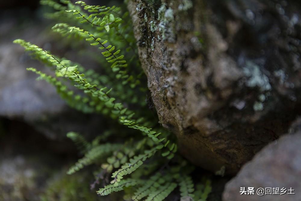 盆栽肉质花卉名称,有哪些适合送给恋人的多肉植物?