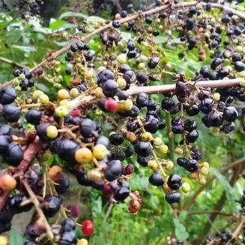 东莞市哪里最多贵州人