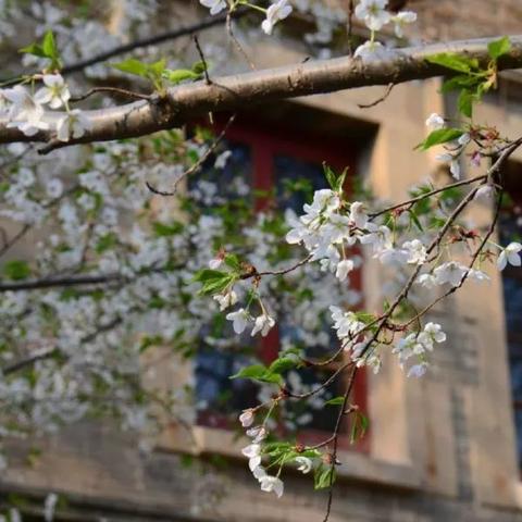 武汉大学vs中山大学，哪个好，都是很美丽的大学？