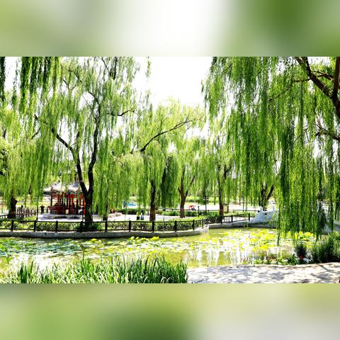 怎么查昨天的天气