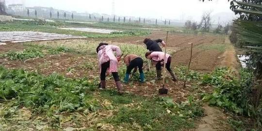 农村租地至少500元/亩，种粮食还可能会亏本，承包大户靠啥赚钱？