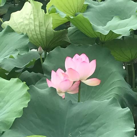 深圳洪湖公园荷塘看见的鸟是什么鸟？