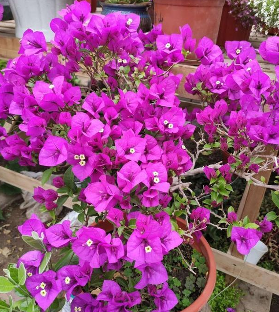 有冬天给宝宝断奶的吗