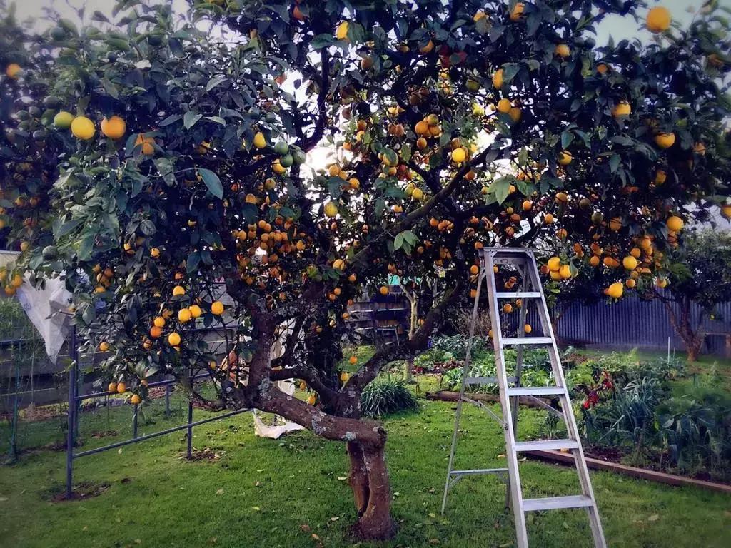 桔子树风水_在屋顶花园里种橘子树樱桃树和葡萄树风水上有什么讲究吗