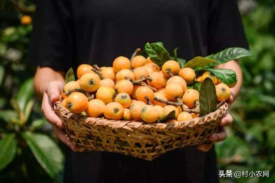 20年你们当地的枇杷多少钱1斤？如今回农村种枇杷还赚钱吗？