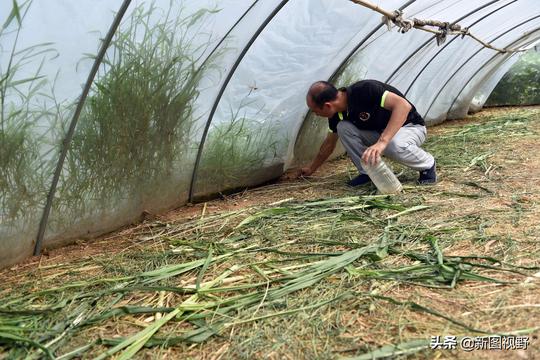 单位上班工资太低，39岁男子回家养蚂蚱创业，如今年入15万很轻松