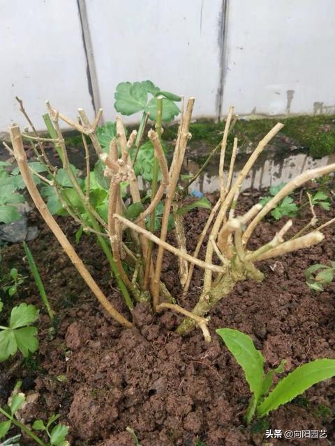 冬日防秃大全
