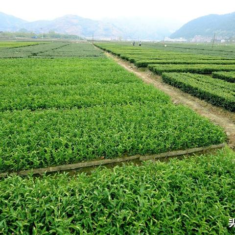 关于福建名茶的相关长尾关键词有哪些