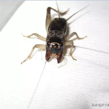 河南哪个地方蛐蛐好卖