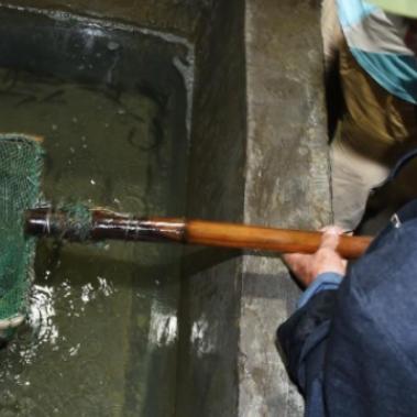 重庆鱼泉现在怎么样了