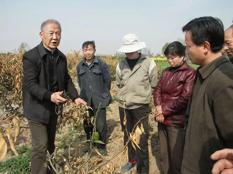 柑橘夏管的種植手藝_春天果樹開花良多