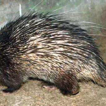 日本和印尼足球比赛直播的长尾关键词有哪些