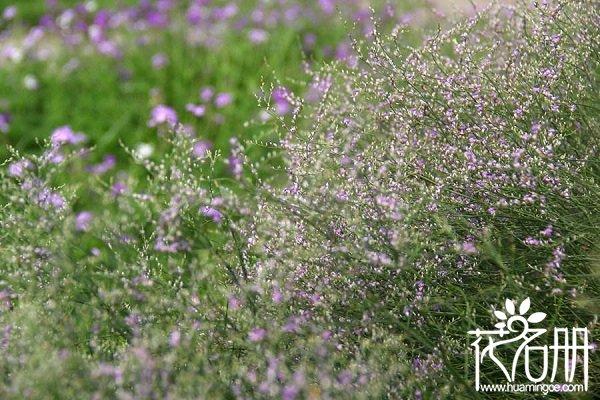 四季最有代表性的花,什么花比较耐寒耐旱?