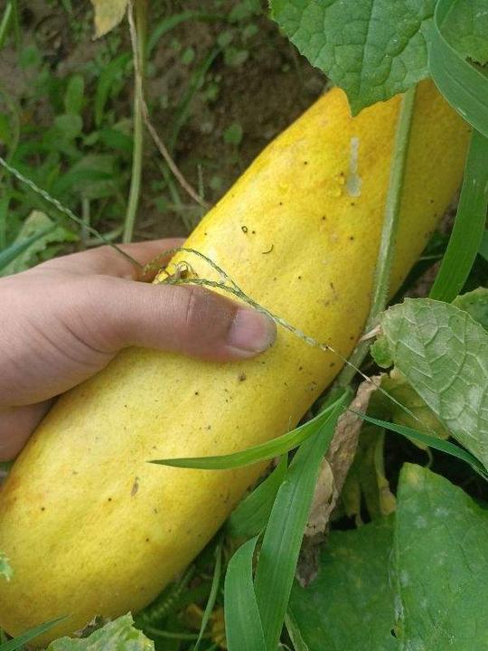 5个植物冷知识，我猜你都没听说过