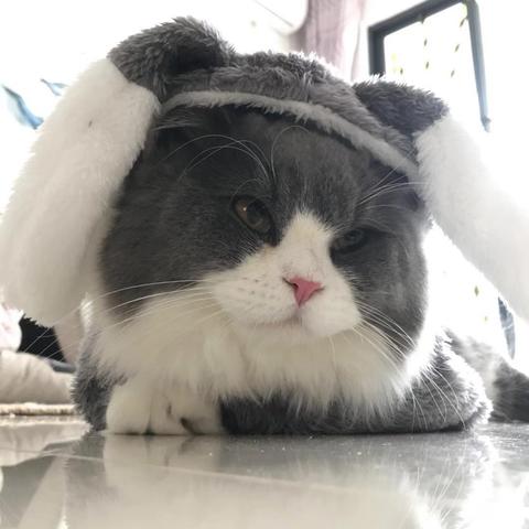 济南猫舍矮脚相关长尾关键词有哪些