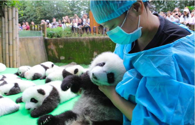 日本政府官员透露：大熊猫租借项目已经停止